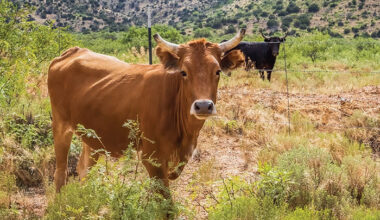 New report on drought and the Livestock Forage Disaster Program in Arizona