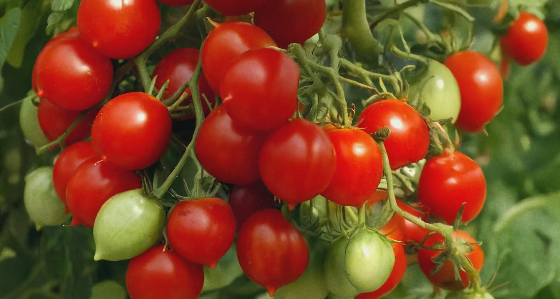 Welche Tomaten baut ihr am liebsten an? Habt ihr Favoriten, die ihr jedes Jahr immer wieder pflanzt?