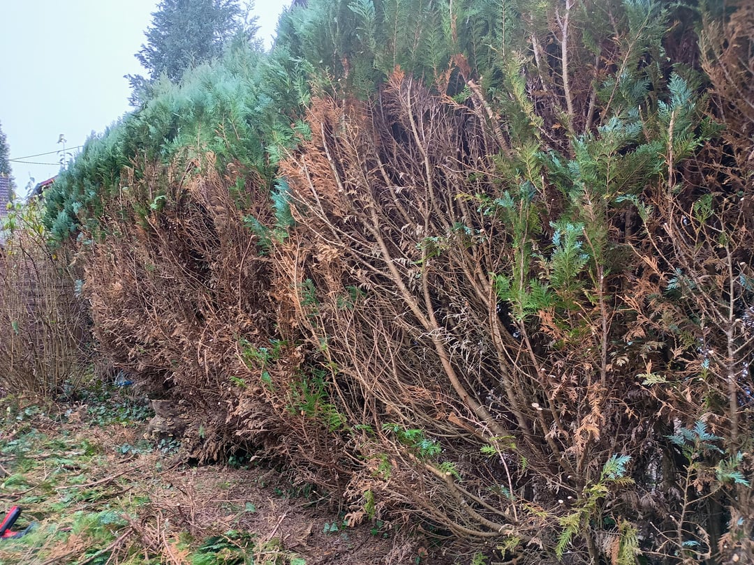 Hecke wie schneiden?