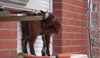 Watch: Firefighters save goat stranded on 5th-floor ledge in Spain