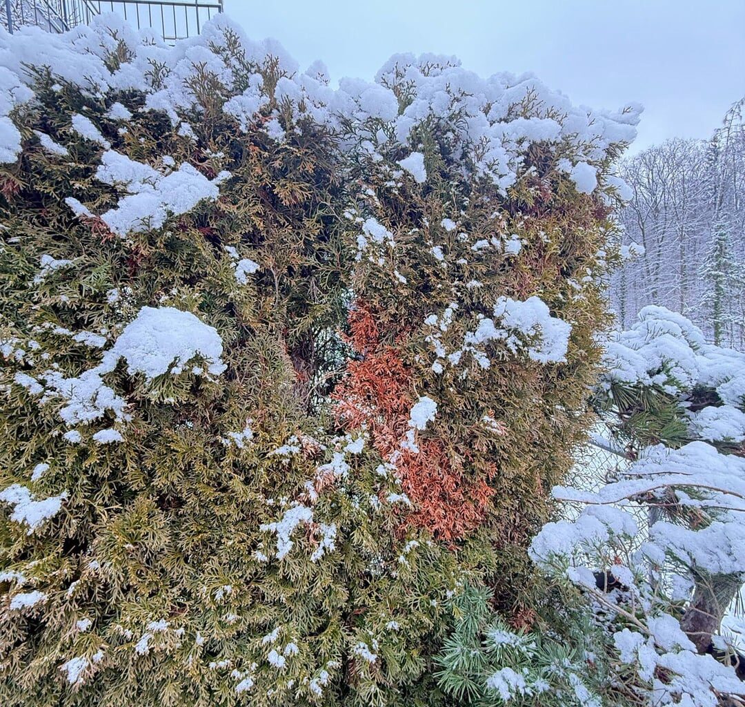 Was könnte das Problem bei dieser Thuja Hecke sein?