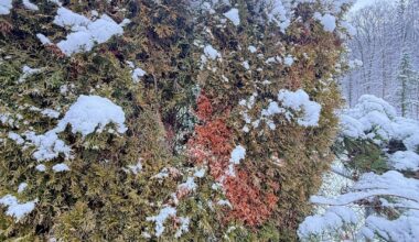 Was könnte das Problem bei dieser Thuja Hecke sein?