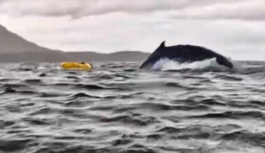 «J’ai cru qu’on m’avait mangé» : au Chili, un jeune kayakiste survit après avoir été recraché par une baleine