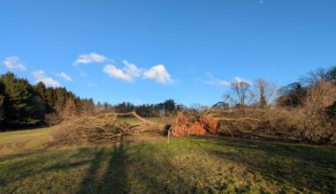 Iconic Lime Trees in Lady Dixon Park Destroyed By Storm