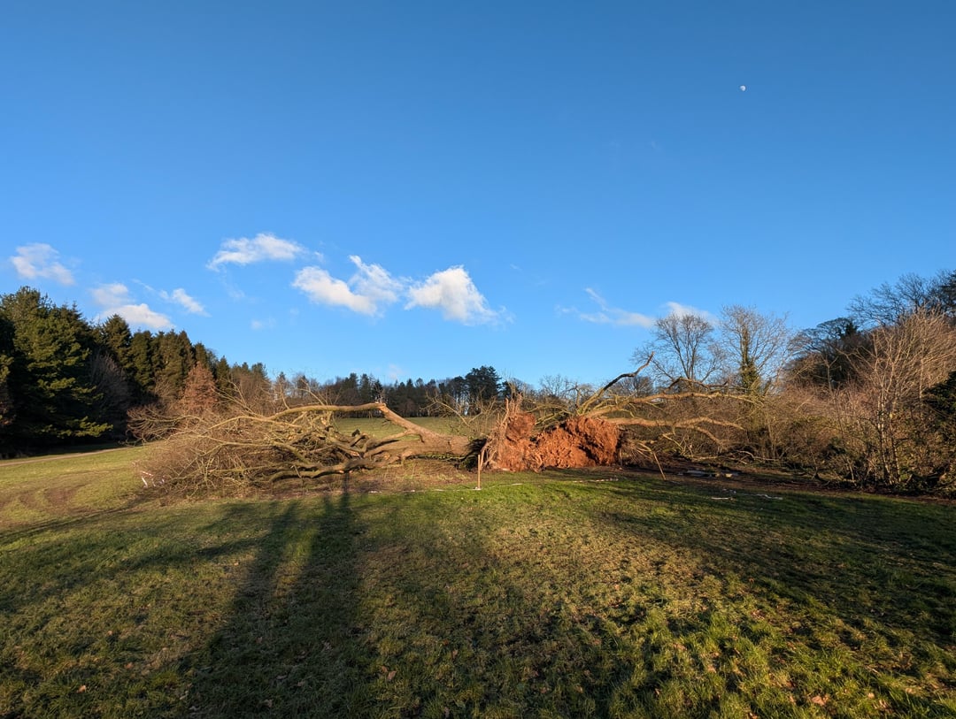 Iconic Lime Trees in Lady Dixon Park Destroyed By Storm