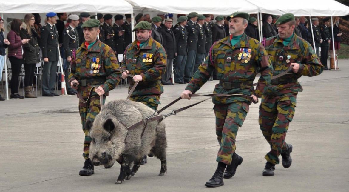 The Belgian army has a war hog. We will be taking Maastricht back with it soon
