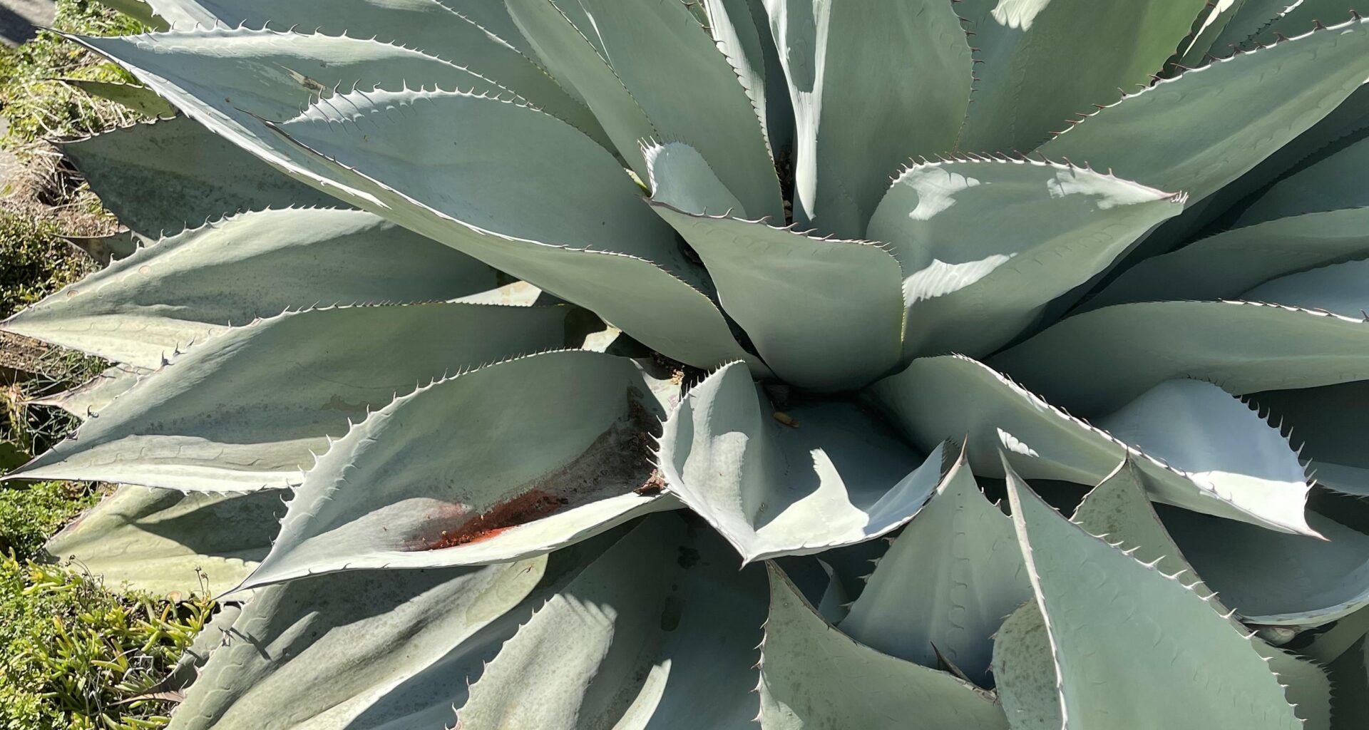 Agaven in meinem Garten
