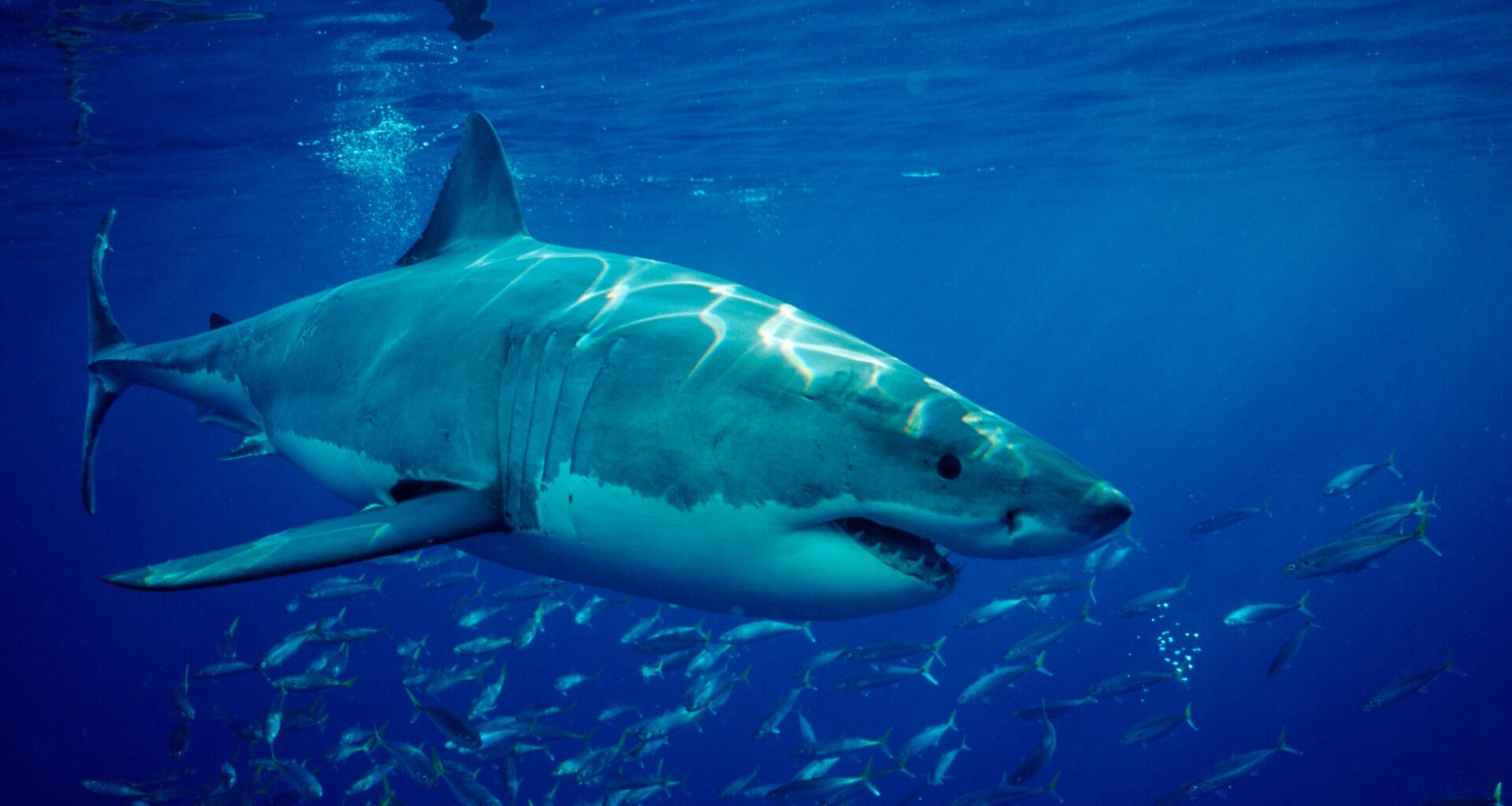 Mutilated Great White Shark's Killers Identified With DNA Analysis