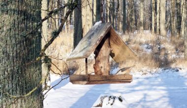 Darkest time of year is over in Latvia / Article