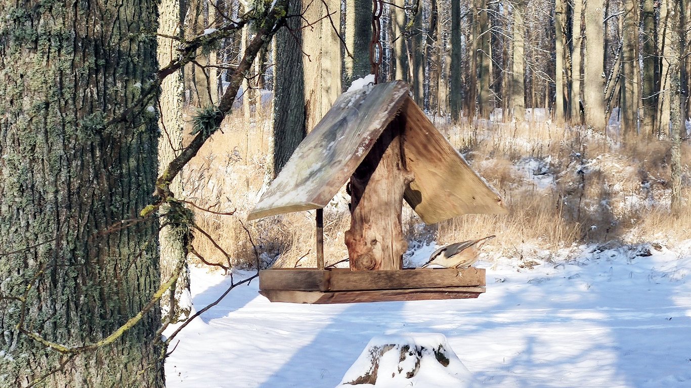 Darkest time of year is over in Latvia / Article