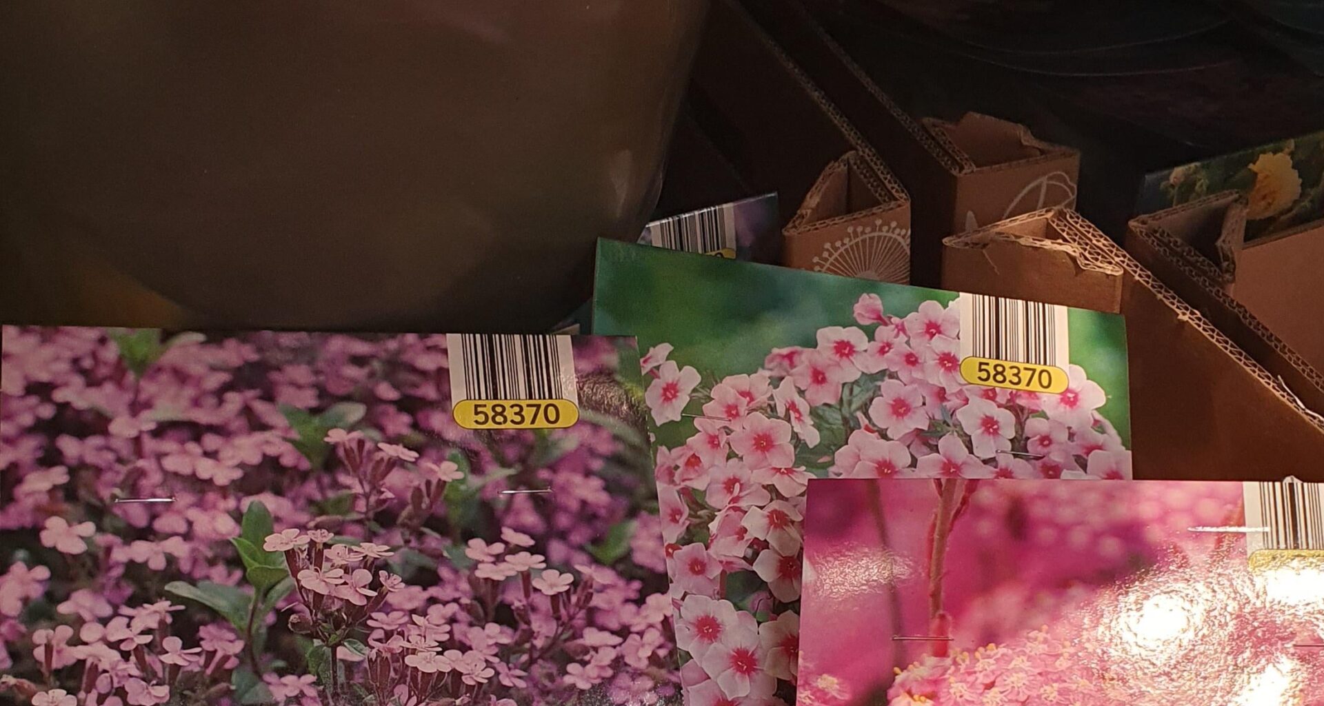 LIDL: Diese Woche heimische Stauden