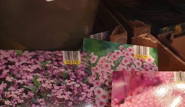 LIDL: Diese Woche heimische Stauden
