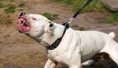 XL Bully laws in Scotland see just one person convicted despite violent attacks