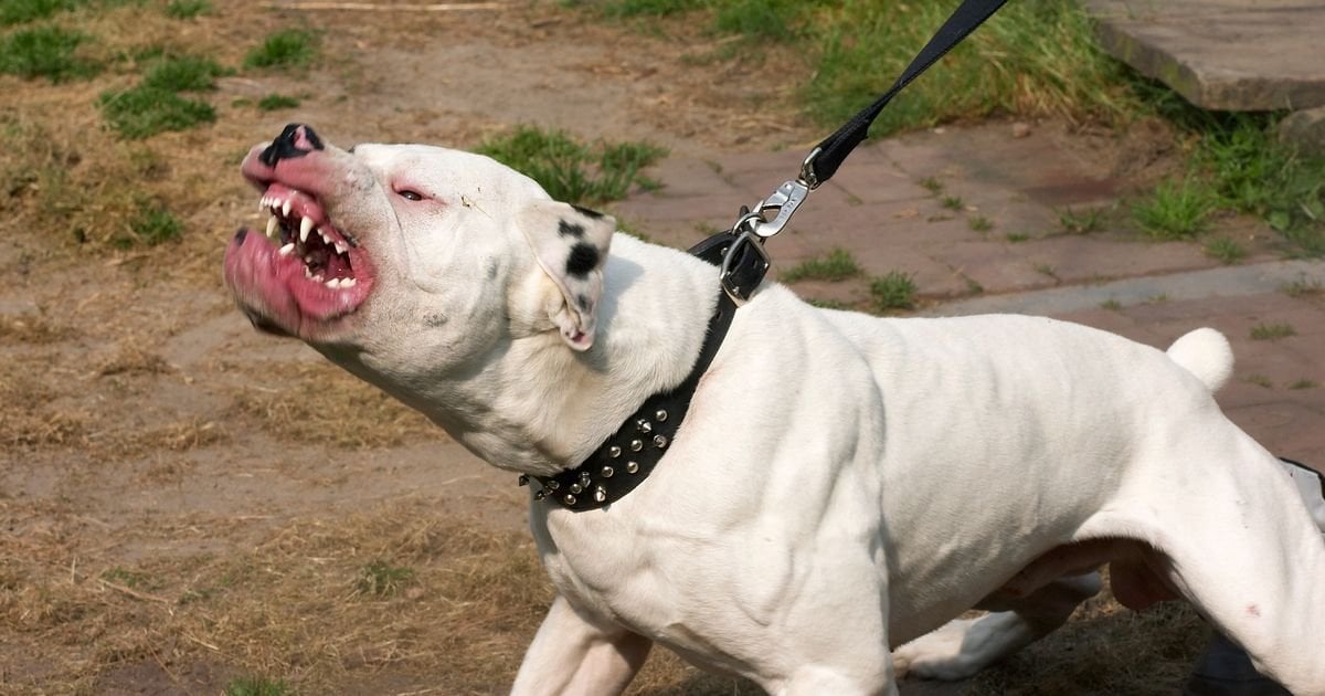 XL Bully laws in Scotland see just one person convicted despite violent attacks