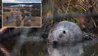 Czech Republic beavers save European country $1 million on infrastructure project