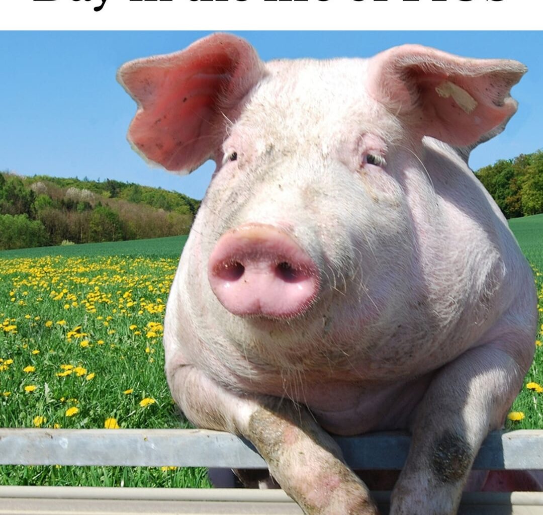 Day in the life of PIGS, by a Northener