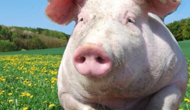 Day in the life of PIGS, by a Northener