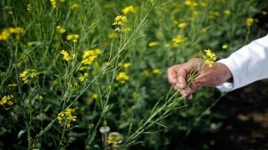Pradhan Mantri Annadata Aay Sanrakshan Abhiyan, PM-AASHA, economy, oilseeds, oil production, groundnut, sunflower, sesame