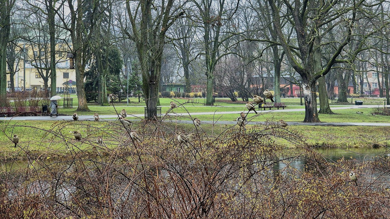 Spring will begin in Latvia next week / Article