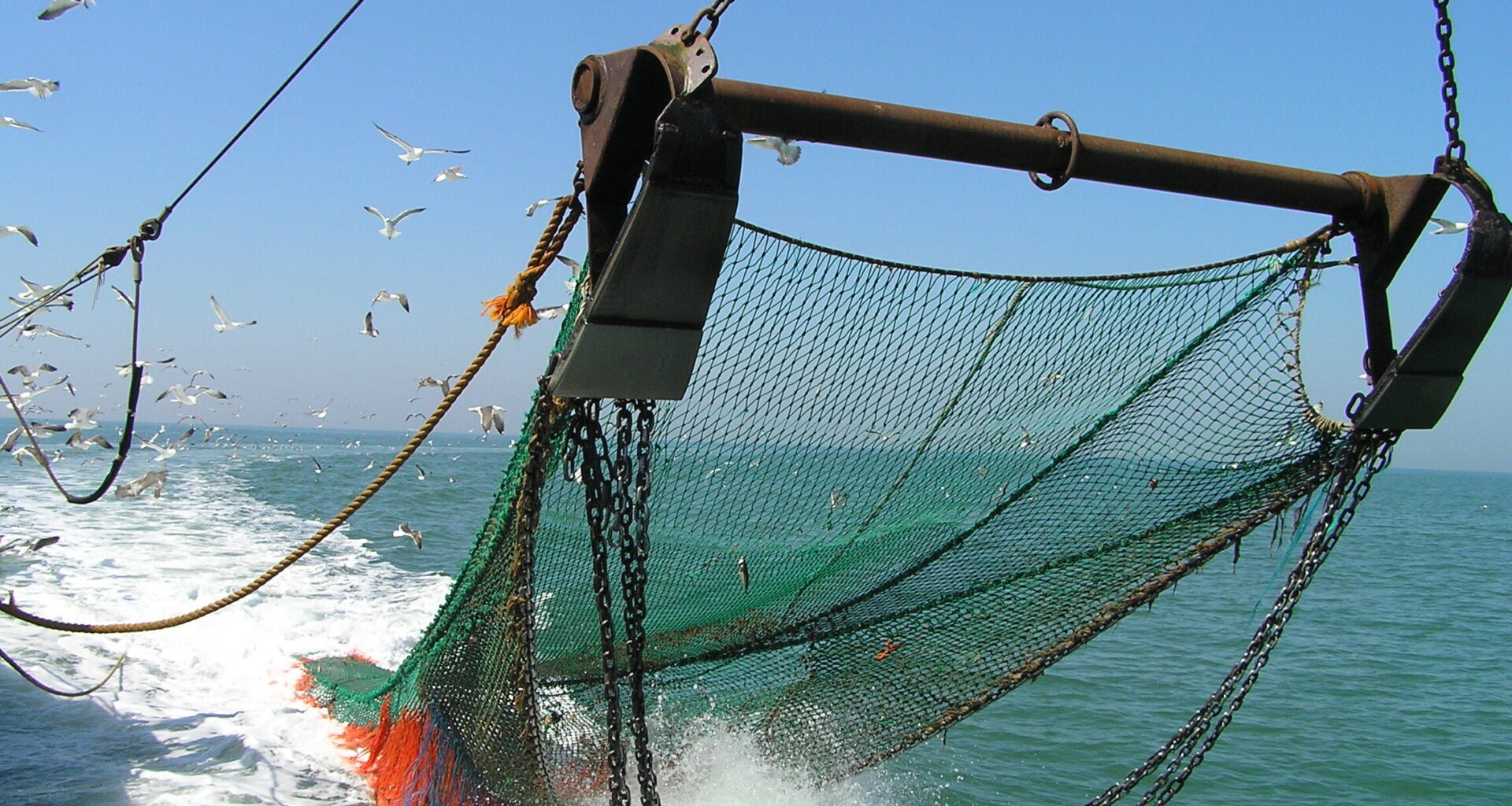 Spain leads Falklands squid stock assessment after 2024 season suspension