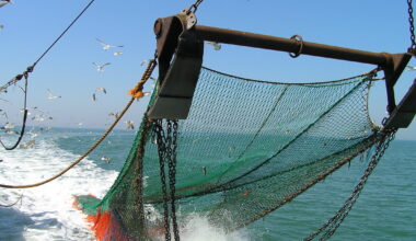 Spain leads Falklands squid stock assessment after 2024 season suspension