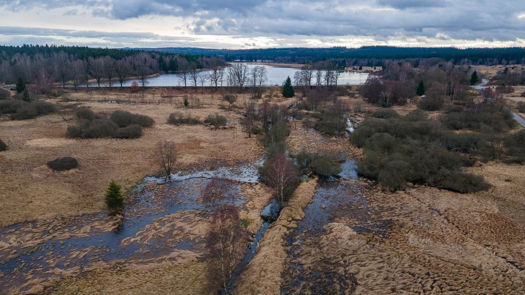 The protected wetlands were shaped by beavers saving Czech taxpayers' $1 million.