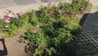 Rosen und Kompost