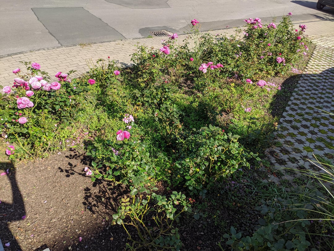 Rosen und Kompost