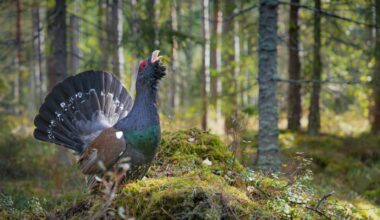 Latvian nature museum wants your best bird photos / Article