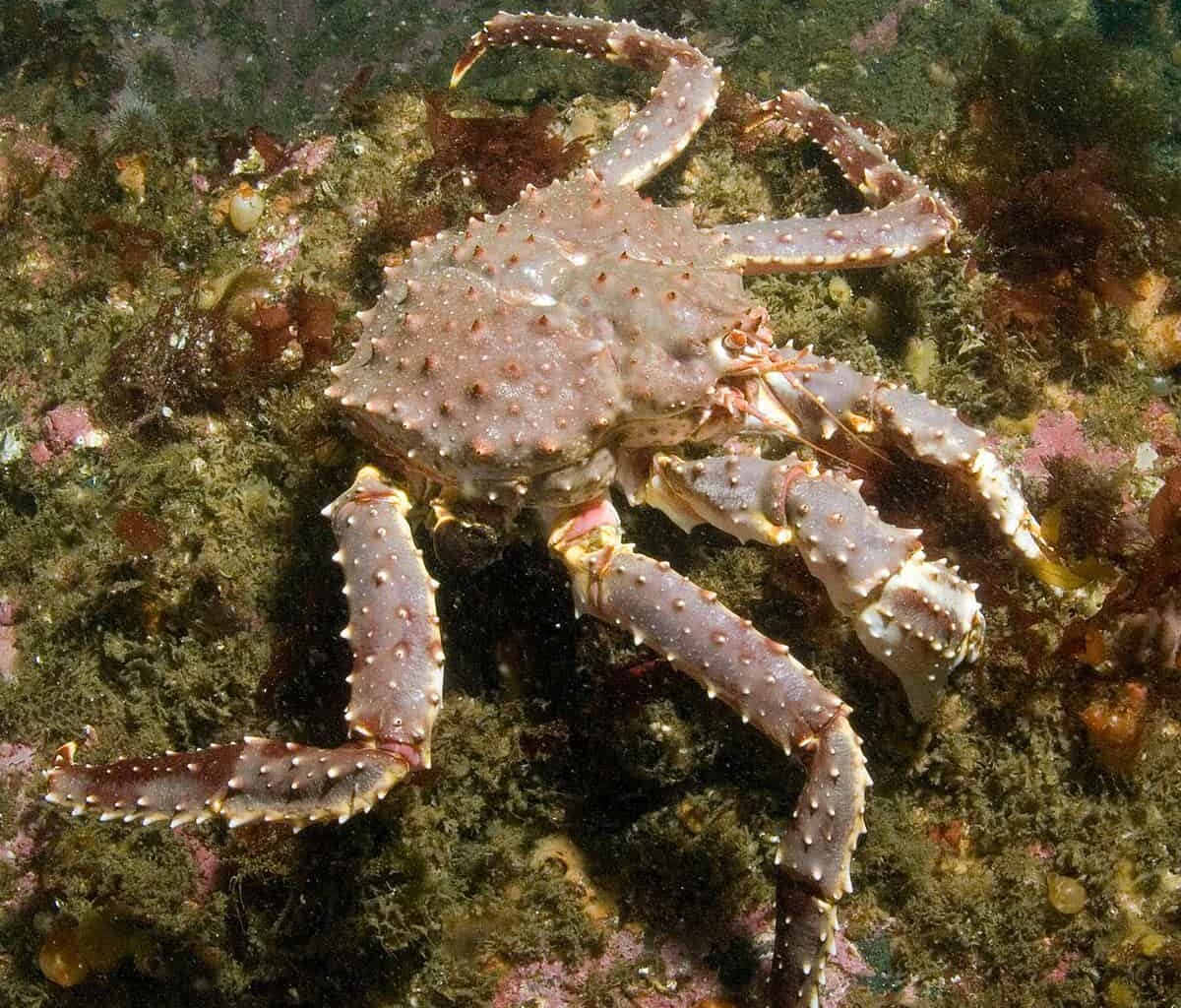 Climate Change Threatens Several Cultural And Economically Important Marine Species