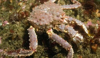 Climate Change Threatens Several Cultural And Economically Important Marine Species