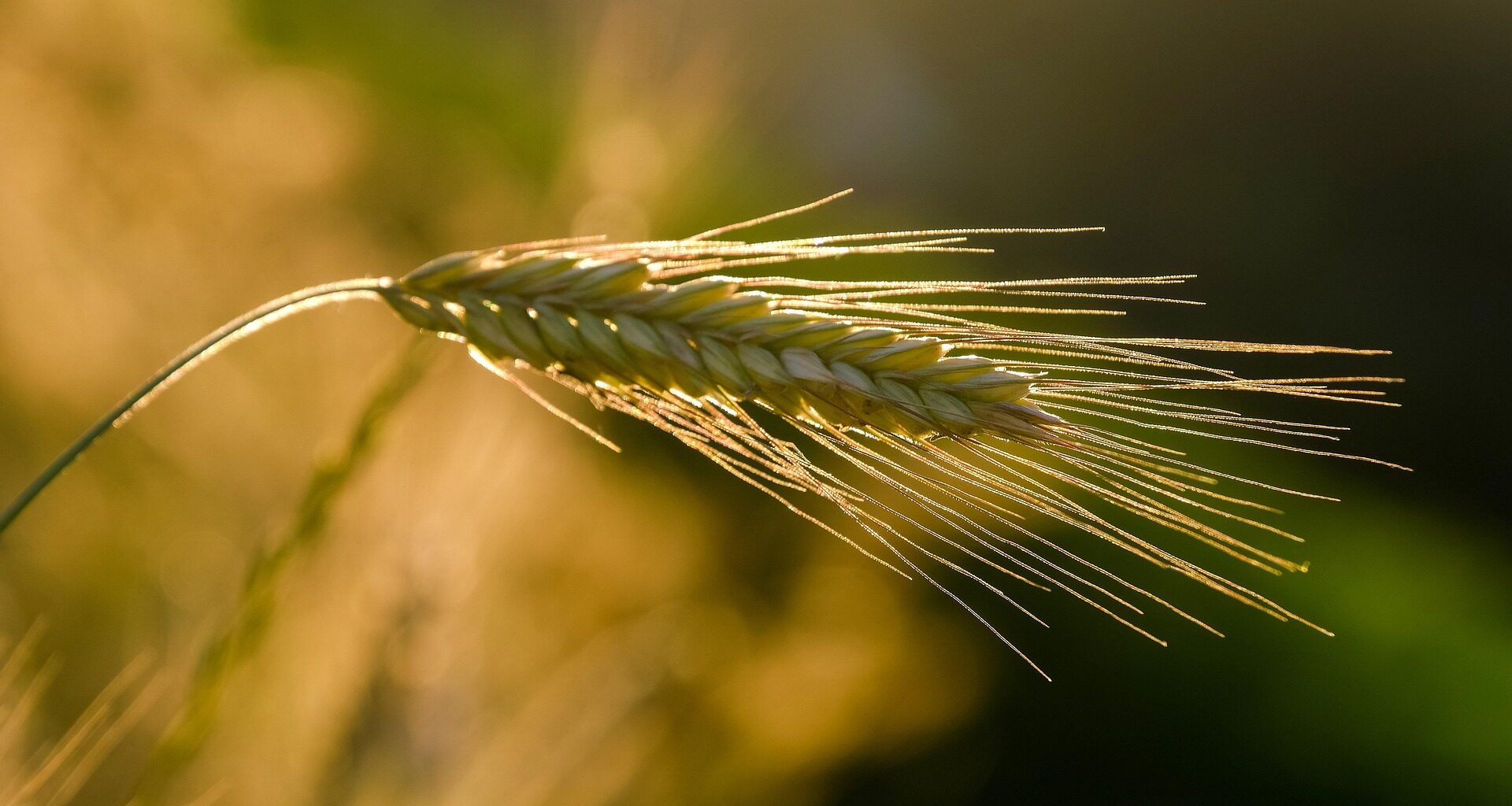 croatian agricultural land