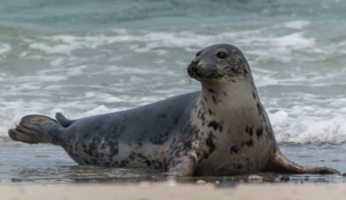 Sleeping seal found by guests in hotel room in the Netherlands