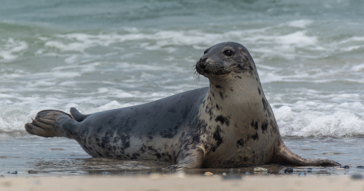 Sleeping seal found by guests in hotel room in the Netherlands