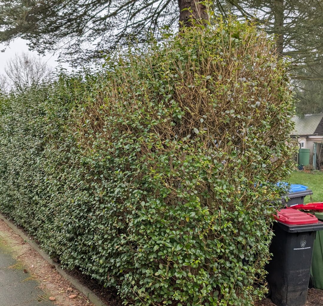Hecke radikal zurückschneiden