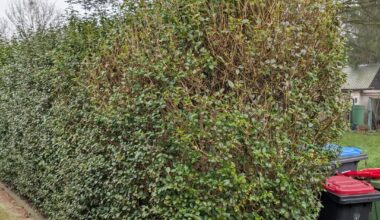 Hecke radikal zurückschneiden