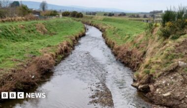 Thousands more dead fish following pollution incident