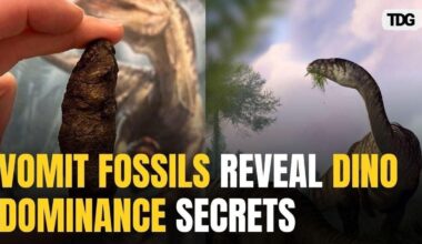 Rare Dinosaur-Era Fossilized Vomit Found In Denmark