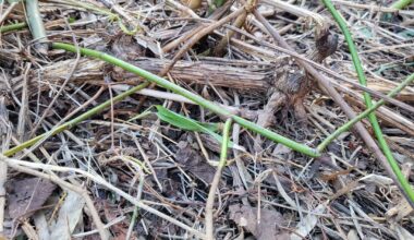 Schlingpflanze im Garten