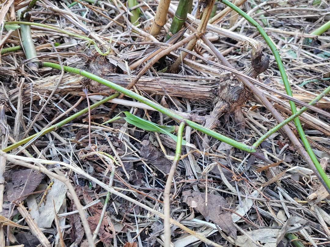 Schlingpflanze im Garten