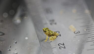 Scientists hope these tiny froglets can save their species