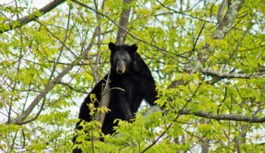 Nearly 15 percent more human-bear conflicts happened in 2024, according to CPW