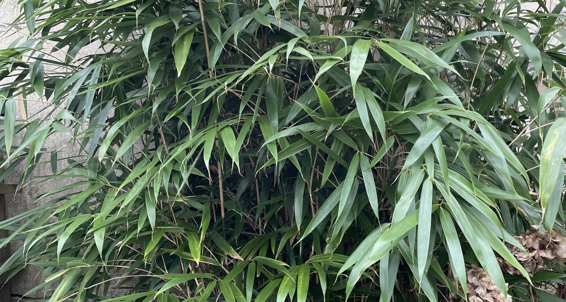 Der Feind in meinem.. Garten