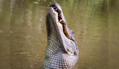 Alarming Crocodile Behaviour Shift Sparks Concern As Climate Change Takes Its Toll