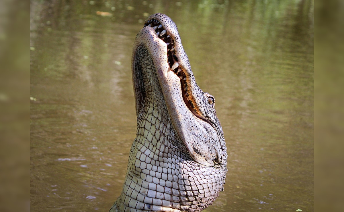Alarming Crocodile Behaviour Shift Sparks Concern As Climate Change Takes Its Toll
