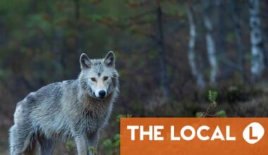 Why growing population of wolves is ‘tiresome’ for Denmark