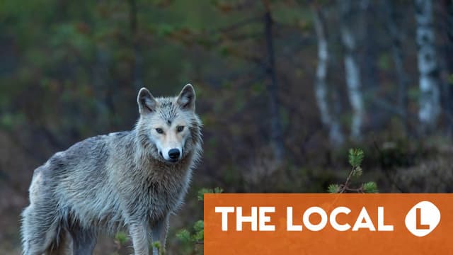 Why growing population of wolves is ‘tiresome’ for Denmark