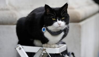 It's the 'purr-fect' job. Britain's top feline diplomat comes out of retirement