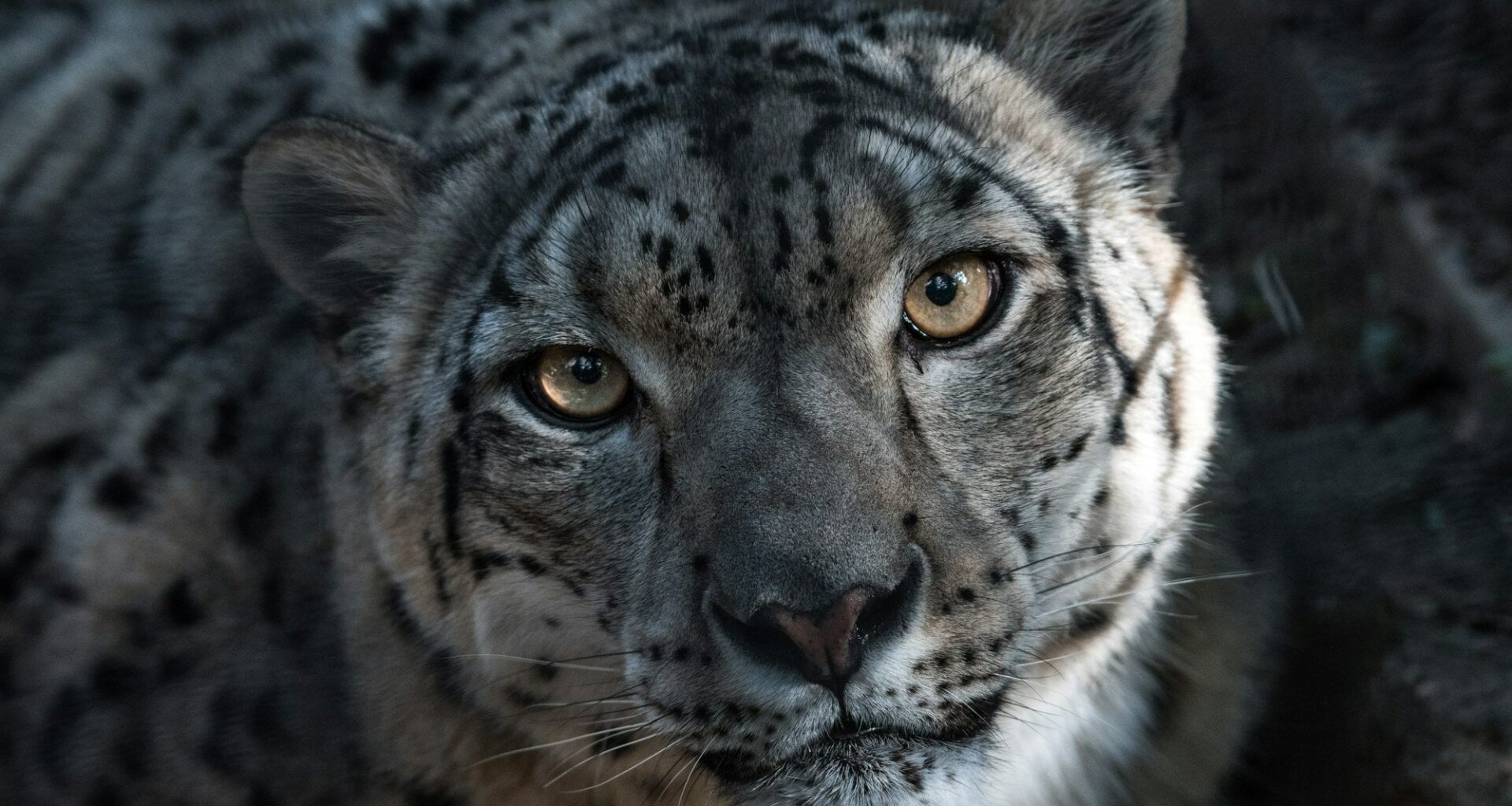 The Sixth Mass Extinction: How Human Activity Is Pushing Biodiversity to Its Brink