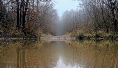 It's not a pond, it's a puddle